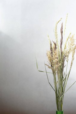 Vazoda kuru çimenler, yakın çekim. Modern minimalizm biçimi pampas çimen buketi, kopyalama alanı, seçici odak.