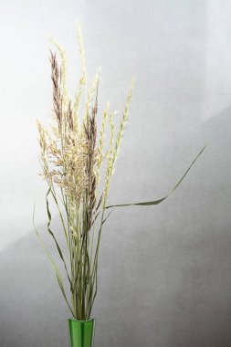 Vazoda kuru çimenler, yakın çekim. Modern minimalizm biçimi pampas çimen buketi, kopyalama alanı, seçici odak.