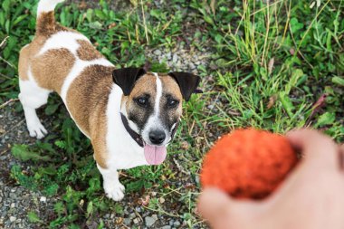 Komik köpek, Jack Russell Terrier yukarı bakıyor ve parlak topla oynamaya hazır. Parkta sahibi olan safkan köpek eğitimi almış..