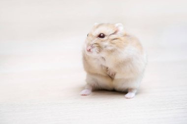 Tarafsız masa arka planında şirin, cüce bej hamster, kopyalama alanı. Tüylü hayvan, komik küçük hamster.. 
