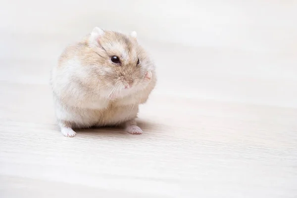 Niedlicher Zwergenbeiger Hamster Auf Dem Neutralen Tischhintergrund Kopierraum Flauschiges Haustier — Stockfoto