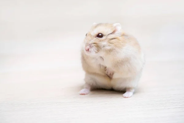 Leuke Dwerg Beige Hamster Neutrale Tafel Achtergrond Kopieer Ruimte Pluizig — Stockfoto