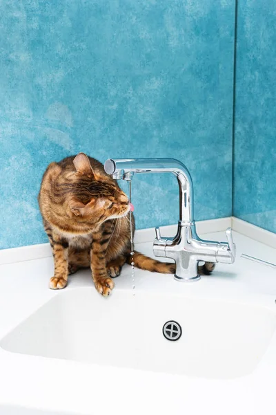 Cute bengal cat drinks water from a water tap. Beautiful cat drinking water with tongue from tap in kitchen.