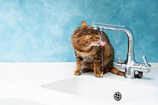 Милая Бенгальская Кошка Пьет Воду Крана Красивая Кошка Пьет Воду — стоковое фото