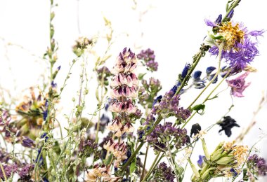 Sert ışıkta kurumuş çiçekler, yakın çekim, seçici odaklanma. Soyut çiçek arkaplanı. 