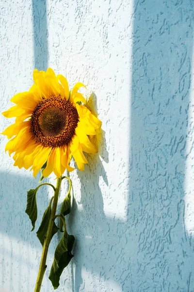 Gelbe Sonnenblume Gegen Blaue Wand Sonnenlicht Mit Schatten Herbstkomposition Mit — Stockfoto