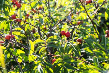 Çalıların üzerinde gül kalçası. Güneş ışığındaki yabani brier, yaklaş.