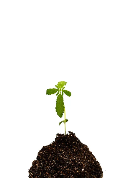 Sprout Marijuana Herbal Cannabis Soil Isolated White Growing Medical Plant — Stock Photo, Image