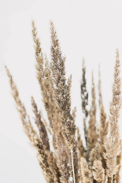 Pampas Gras Close Selectieve Focus Gedroogde Riet Boho Stijl Kopieer — Stockfoto