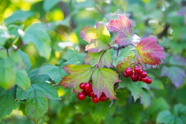 Renkli yaprakların üzerine kırmızı viburnum üzümü, yakın çekim, seçici odaklanma. Güzel doğa arkaplanı.