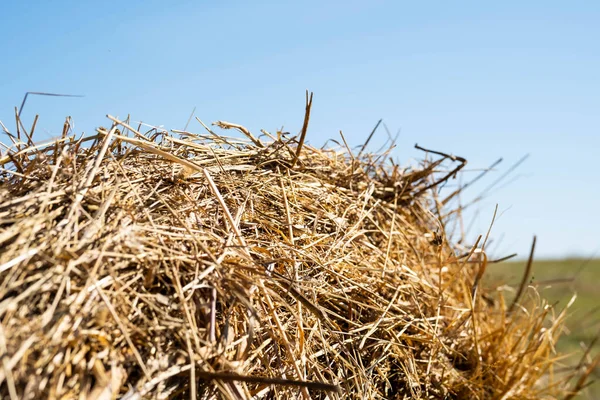 Strobaal Tegen Blauwe Lucht Van Dichtbij Begrip Landbouw Oogsten — Stockfoto