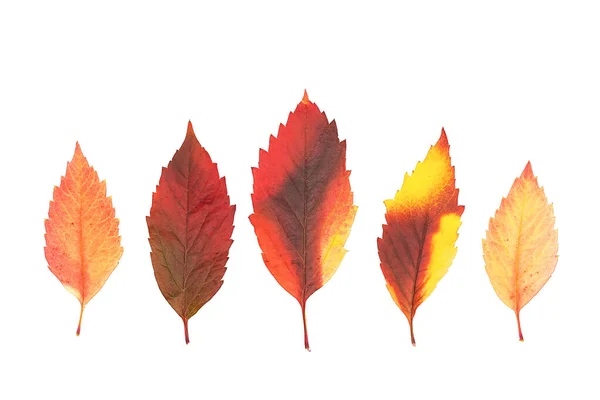 Autumn Leaves Set Isolated White Various Colored Leaves — Stock Photo, Image