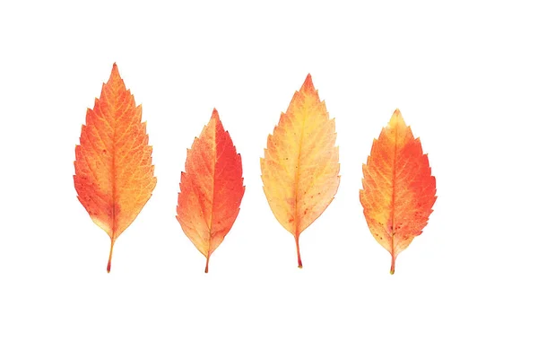 Autumn Leaves Set Isolated White Various Colored Leaves — Stock Photo, Image