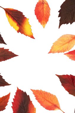 Beyaz arkaplanda sonbahar renkli yapraklar çerçevesi. 