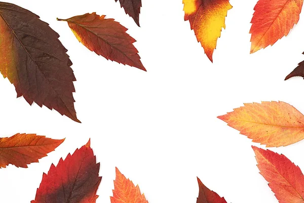 Autumn Colored Leaves Frame White Background — Stock Photo, Image