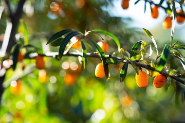 Çalılıklarda, sığ bir tarlada güneş ışığında kullanışlı deniz dikenli meyveler. Hippophae rhamnoides, yakın plan, seçici odaklanma.