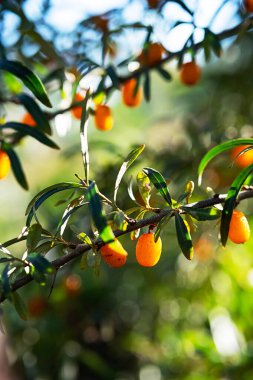 Çalılıklarda, sığ bir tarlada güneş ışığında kullanışlı deniz dikenli meyveler. Hippophae rhamnoides, yakın plan, seçici odaklanma.