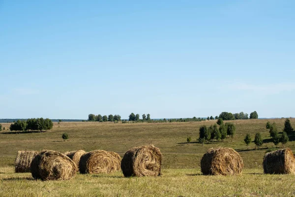 Heuernte Der Feldlandschaft Rundballen Aus Stroh Auf Abgeernteten Feldern — Stockfoto