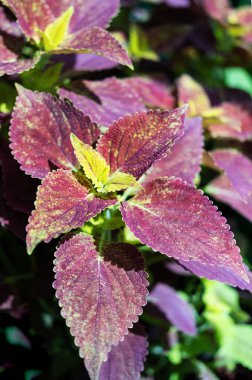 Kırmızı ve sarı yapraklı Alabama Günbatımı Coleus bitkisi, yakın plan. Plectranthus veya Solenostemon scutellarioides bitkisi, seçici odak.