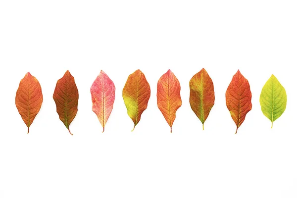Falling Colored Leaves Set Isolated White Beautiful Autumn Leaves — Stock Photo, Image