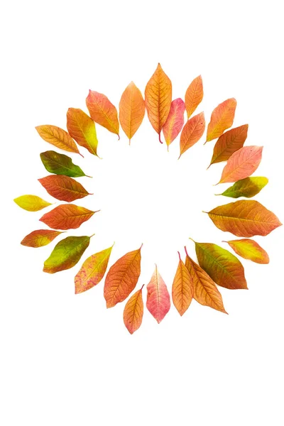 Autumn Colored Leaves Frame White Background Beautiful Falling Leaves — Stock Photo, Image