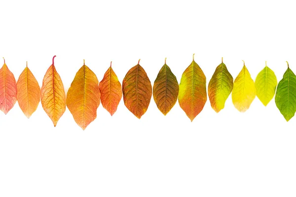 Caída Hojas Color Conjunto Aislado Blanco Hermosas Hojas Otoño — Foto de Stock