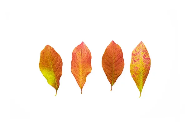 Falling Colored Leaves Set Isolated White Beautiful Autumn Leaves — Stock Photo, Image