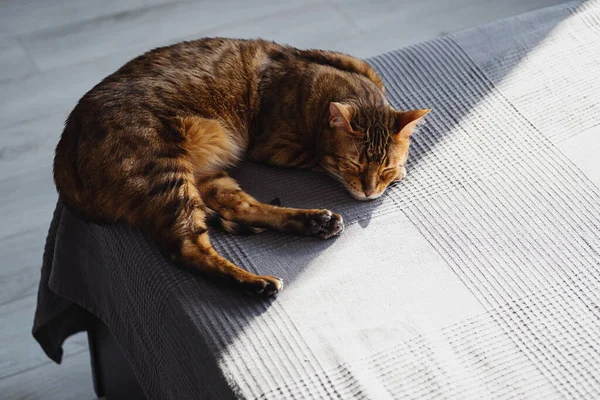 Red Cat Sweet Sleeping Beautiful Bengal Kitten Lying Bed — Stock Photo, Image