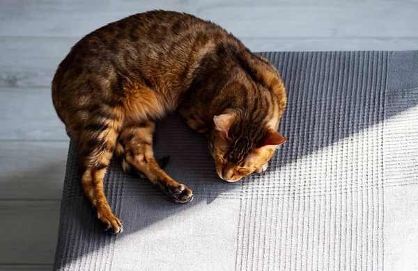 Rote Katze Schläft Süß Schöne Bengal Kätzchen Auf Dem Bett — Stockfoto