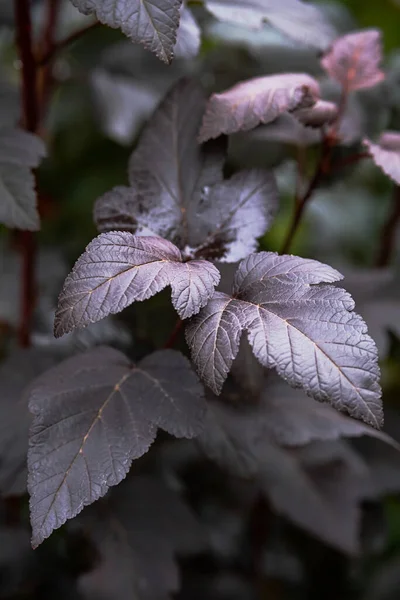 Physocarpus opulifolius diabolo ya da dokuz yapraklı, yakın çekim, seçici odaklanma. Güzel botanik arka planı.