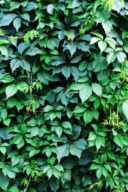 Yeşil yapraklı duvar, botanik arka planı. Çiçek süsü olarak yaban üzümü ya da sarmaşık yaprağı..