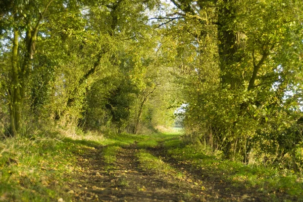 Un sentier boisé — Photo