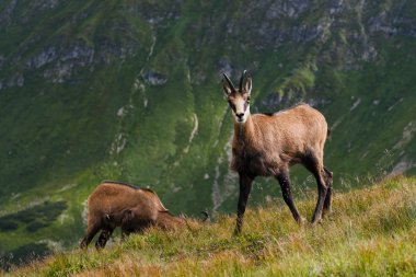Dağ Chamois (Rupicapra Carpatica)
