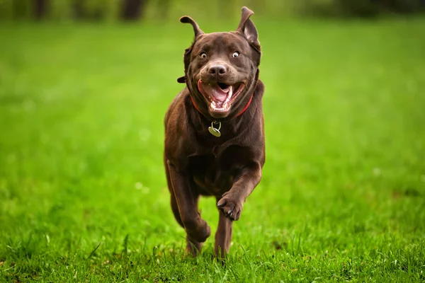 Mutlu köpek Çalıştır
