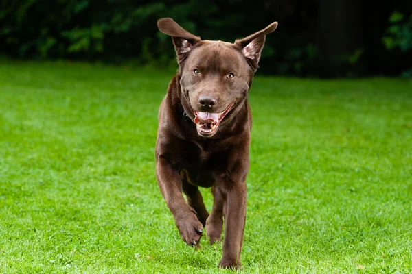 Mutlu köpek Çalıştır