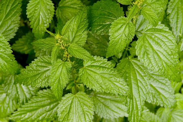 Doğal büyüyen taze ısırgan