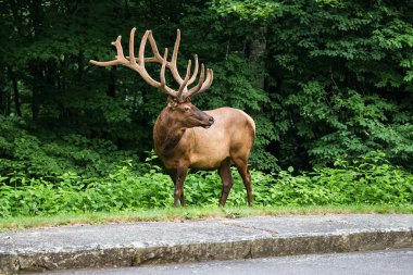 Rangifer tarandus Appalaş Dağları, ABD