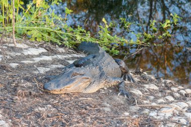 Pervasız turist Houston, Texas yakınlarında Brazos Bend State Park içinde aç timsah bekler
