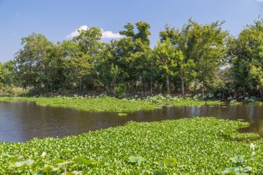Houston, Teksas yakınlarındaki Brazos Bend State Park'ta Nilüferler, çimenler, ağaçlar ve diğer bitki örtüsü