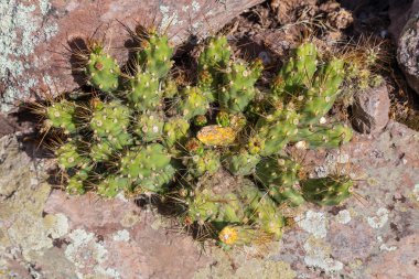 Kaktüsler Peru, Columbia ve Bolivya çöl Andes Mountains