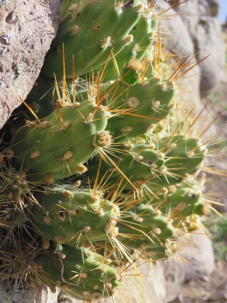 Cactos no deserto Cordilheiras dos Andes no Peru, Colômbia e Bolívia — Fotografia de Stock