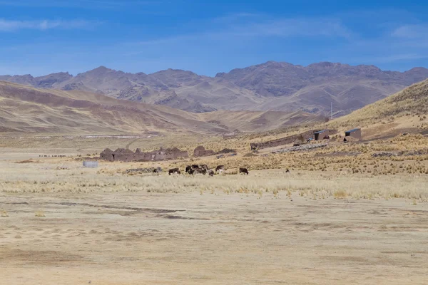 Αγρόκτημα και αγελάδες στις Άνδεις του Περού — Φωτογραφία Αρχείου