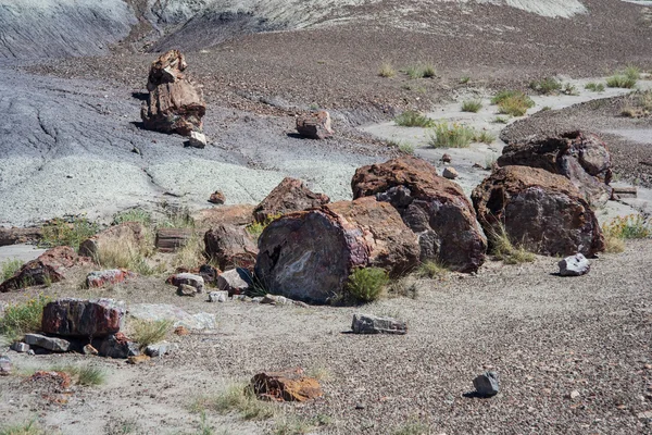 Απολιθωμένο κορμών στο απολιθωμένο δάσος εθνικό πάρκο, Αριζόνα, ΗΠΑ — Φωτογραφία Αρχείου