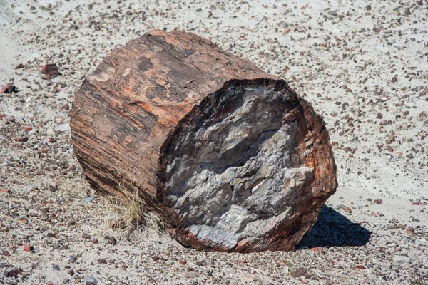 Megkövült törzs Petrified Forest National Park, Arizona, Amerikai Egyesült Államok — Stock Fotó