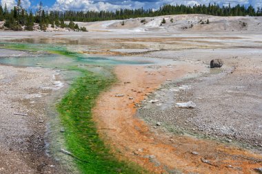Norris Şofben Havzası, Yellowstone Milli Parkı, Wyoming, ABD