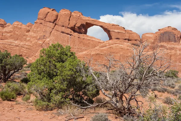 Skyline Arch y árboles secos en el Parque Nacional Arches, Utah, EE.UU. — Foto de Stock