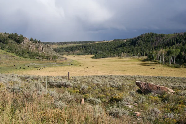 País vista lateral e terras agrícolas com vacas no Colorado, EUA — Fotografia de Stock