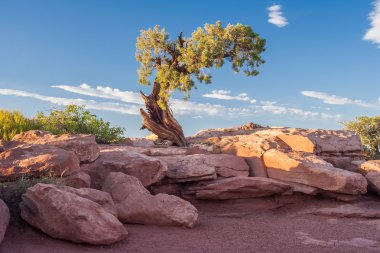 Yalnız ağaç Canyonlands Milli Parkı, Utah, ABD