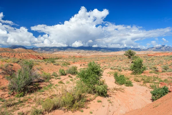 Ökenutsikt över centrala Utah Stockbild