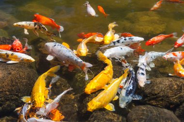 Sarı, altın, kırmızı ve beyaz Koi, nishikigoi olarak da bilinir, sazan Bahçe havuzları için dekoratif amaçlı evcil.
